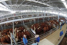 Scene-Livestock Exchange